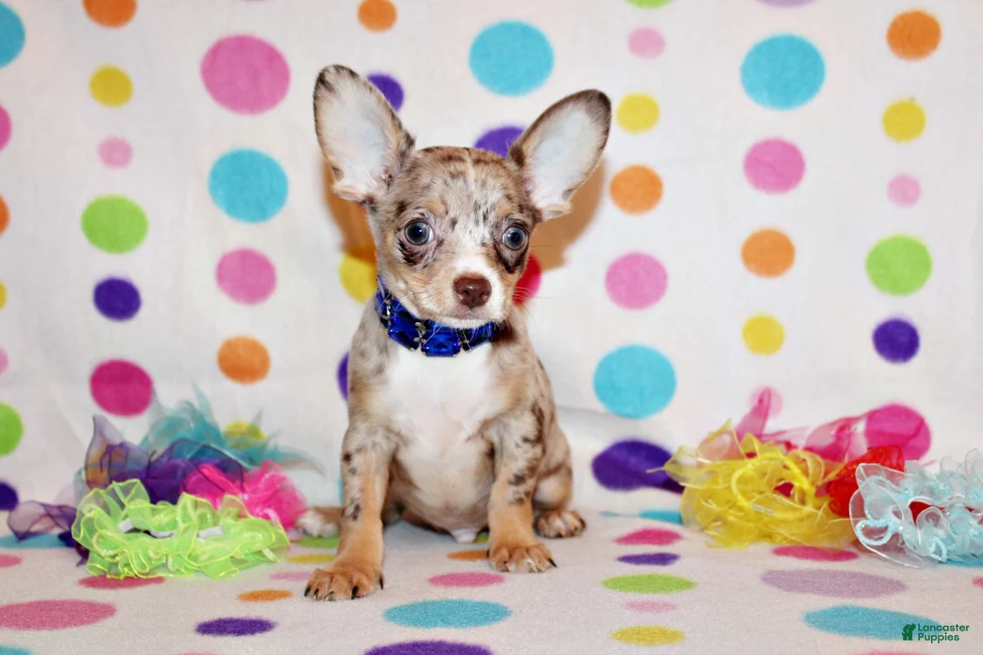 Chihuahua dogs for sale: Newt - Ad 1