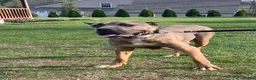 Cane Corso dogs for sale: Aria - Ad 5
