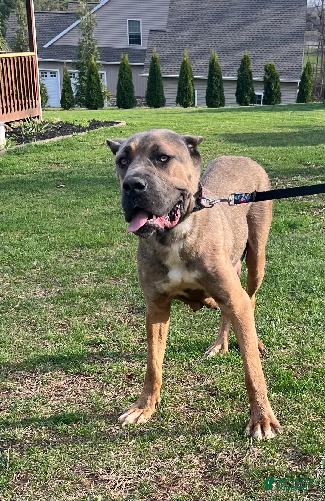 Cane Corso dogs for sale: Aria - Ad 5