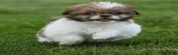 Shih Tzu dogs for sale: Tulip Shih Tzu  - Ad 1