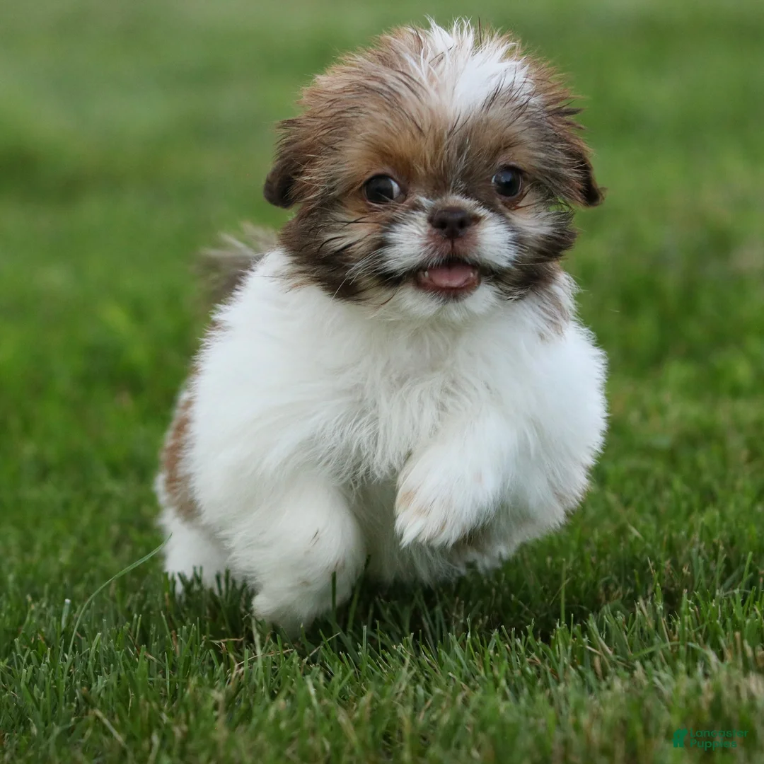 Shih Tzu dogs for sale: Tulip Shih Tzu  - Ad 1