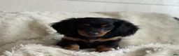 Miniature Dachshund dogs for sale: Troy - Ad 5