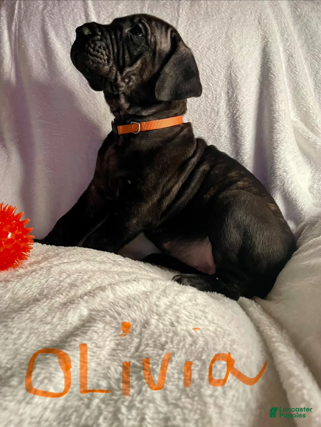 Daniff dogs for sale: Daniff 4 - Ad 1