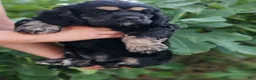 Cocker Spaniel dogs for sale: Uni - Ad 4