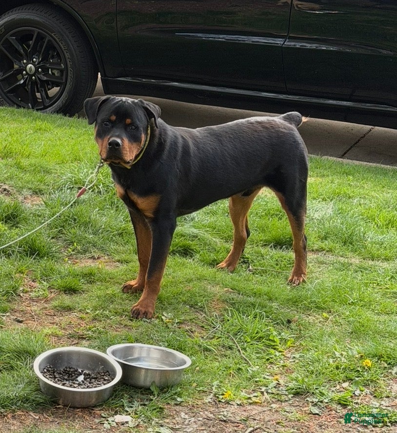 Rottweiler dogs Benzino  - Ad 2