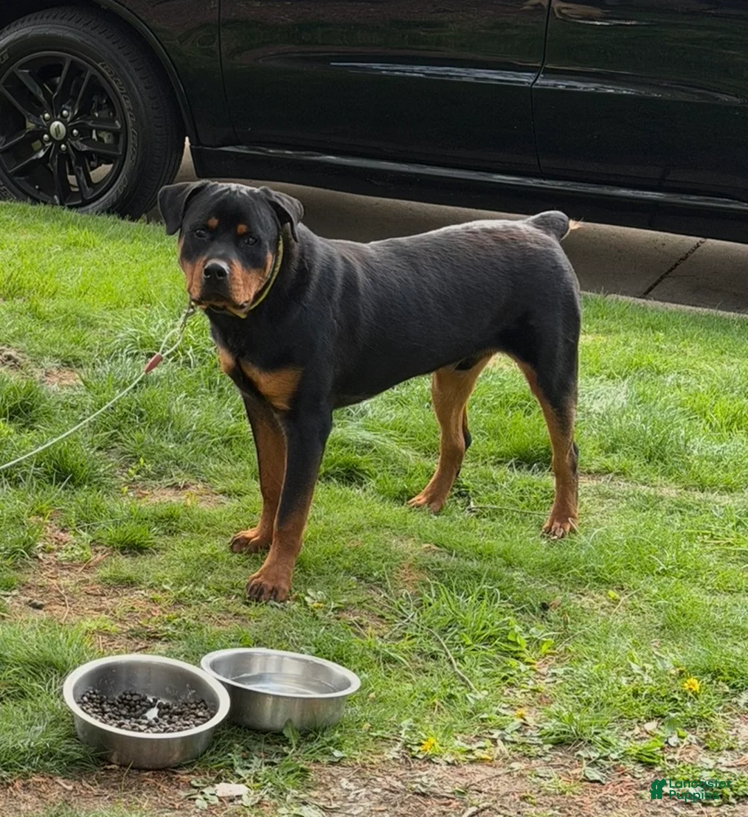 Rottweiler dogs for stud: Benzino  - Ad 1