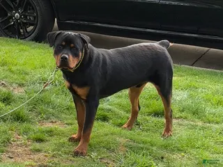 Rottweiler dogs Benzino - Ad 2