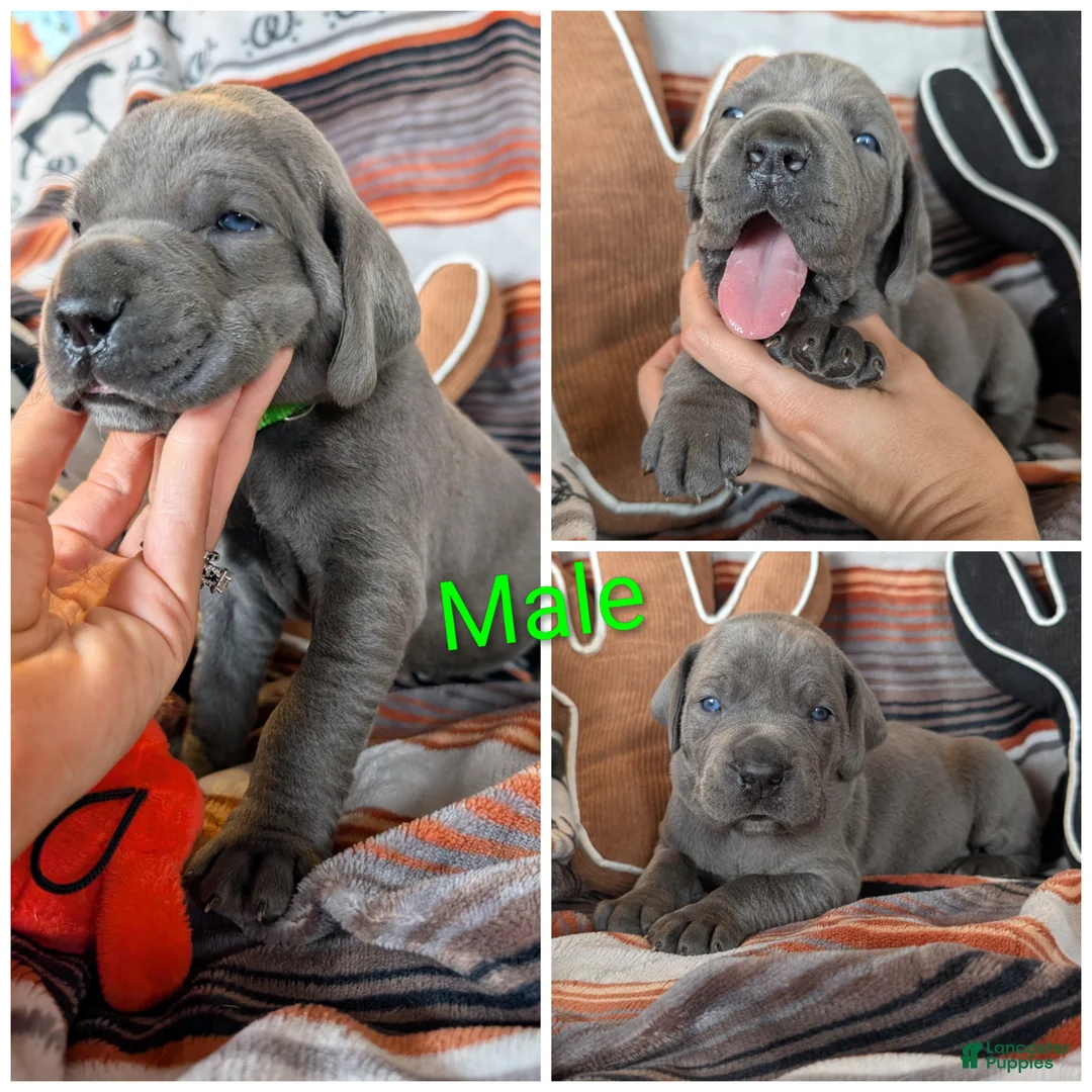 Great Dane dogs for sale: Great Dane Ernie - Ad 1