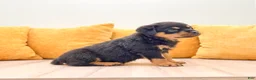Rottweiler dogs for sale: Remmy - Ad 3