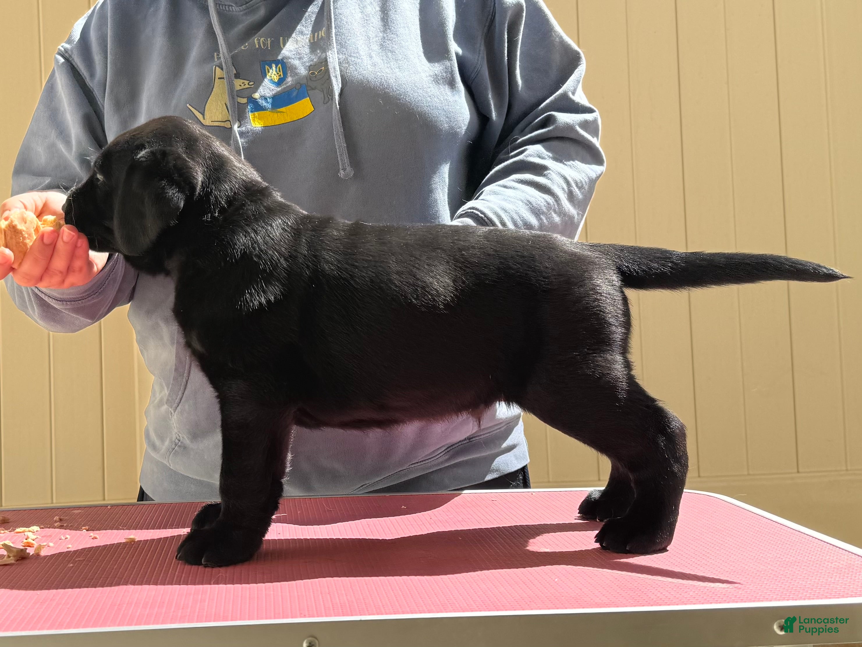 Labrador Retriever dogs Brown collar boy - Ad 4