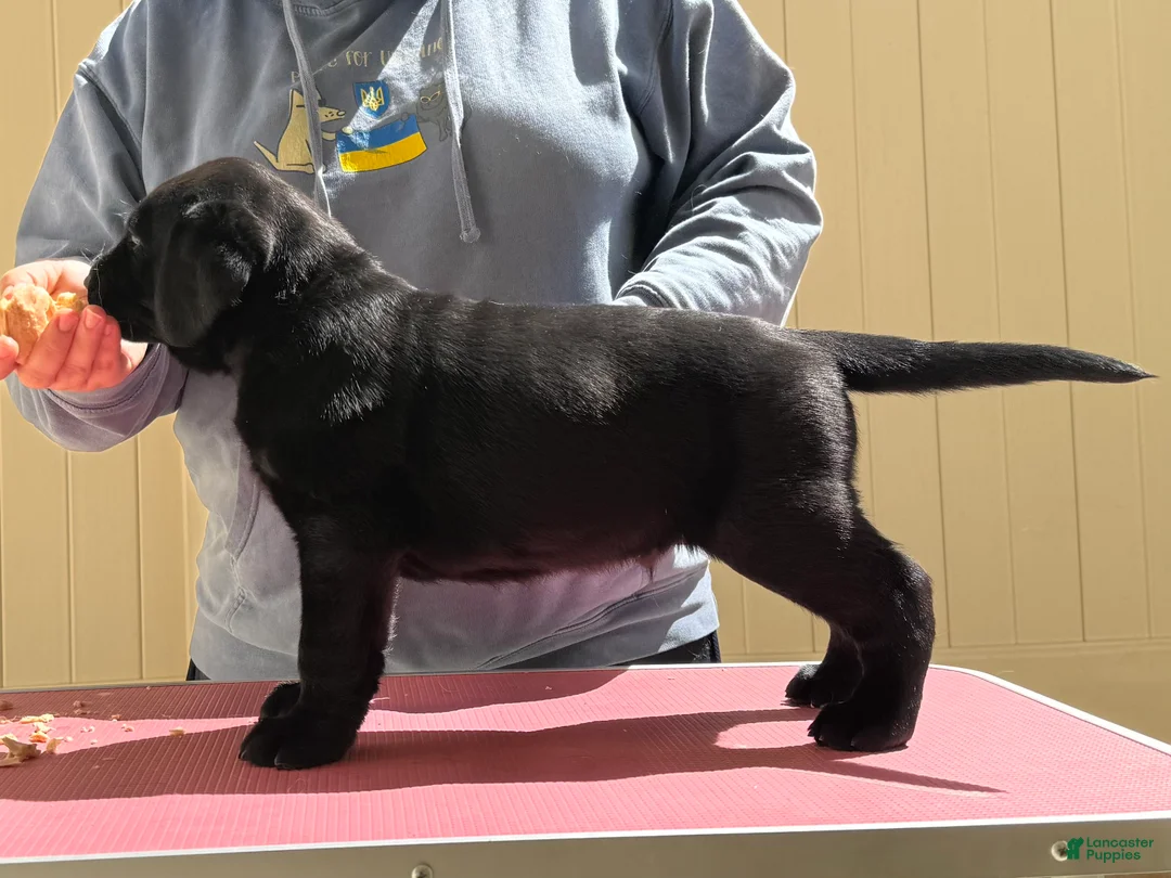 Labrador Retriever dogs for sale: Brown collar boy - Ad 1
