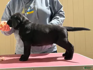 Labrador Retriever dogs Brown collar boy - Ad 4