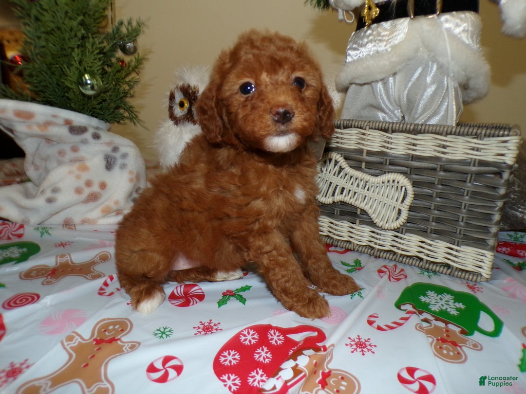 Miniature Poodle dogs for sale: Miniature Poodle Puppy 2 Holly - Ad 2