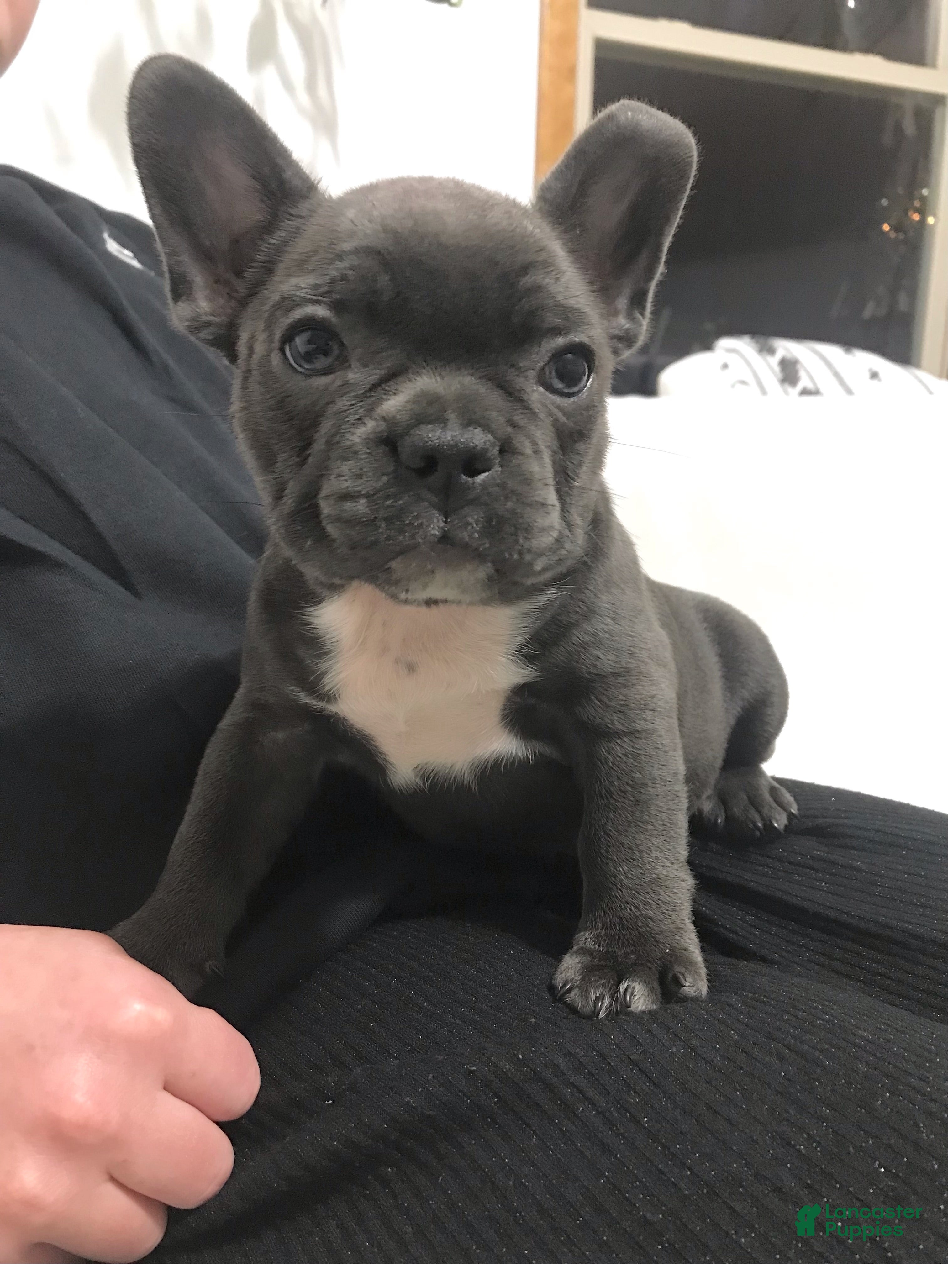 Mixed Breed dogs Bella - Ad 26