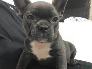 Mixed Breed dogs Bella - Ad 26