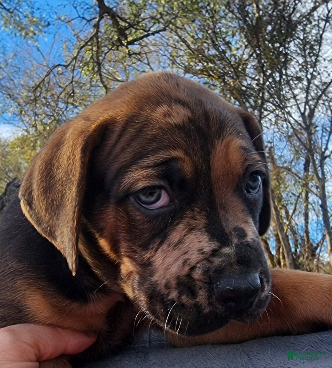 Catahoula Leopard Dog dogs for sale: Tala 2025 Male 2 - Ad 1