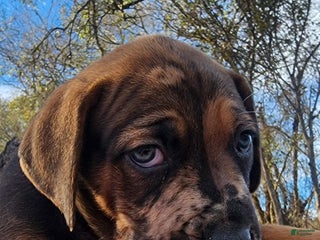 Catahoula Leopard Dog dogs Tala 2025 Male 2 - Ad 19