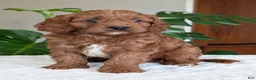 Cavapoo dogs for sale: Jake - Ad 27