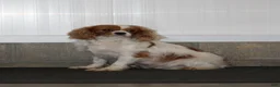 Cavapoo dogs for sale: Jasper - Ad 7