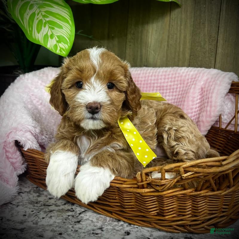 Mini Goldendoodle dogs Zulu (Miniature Girl) - Ad 2