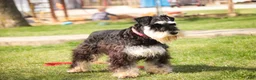 Miniature Schnauzer dogs for sale: Antonio - Ad 3