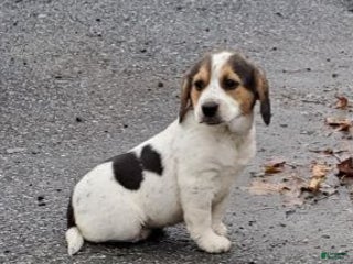 Mixed Breed dogs Pam - Ad 33