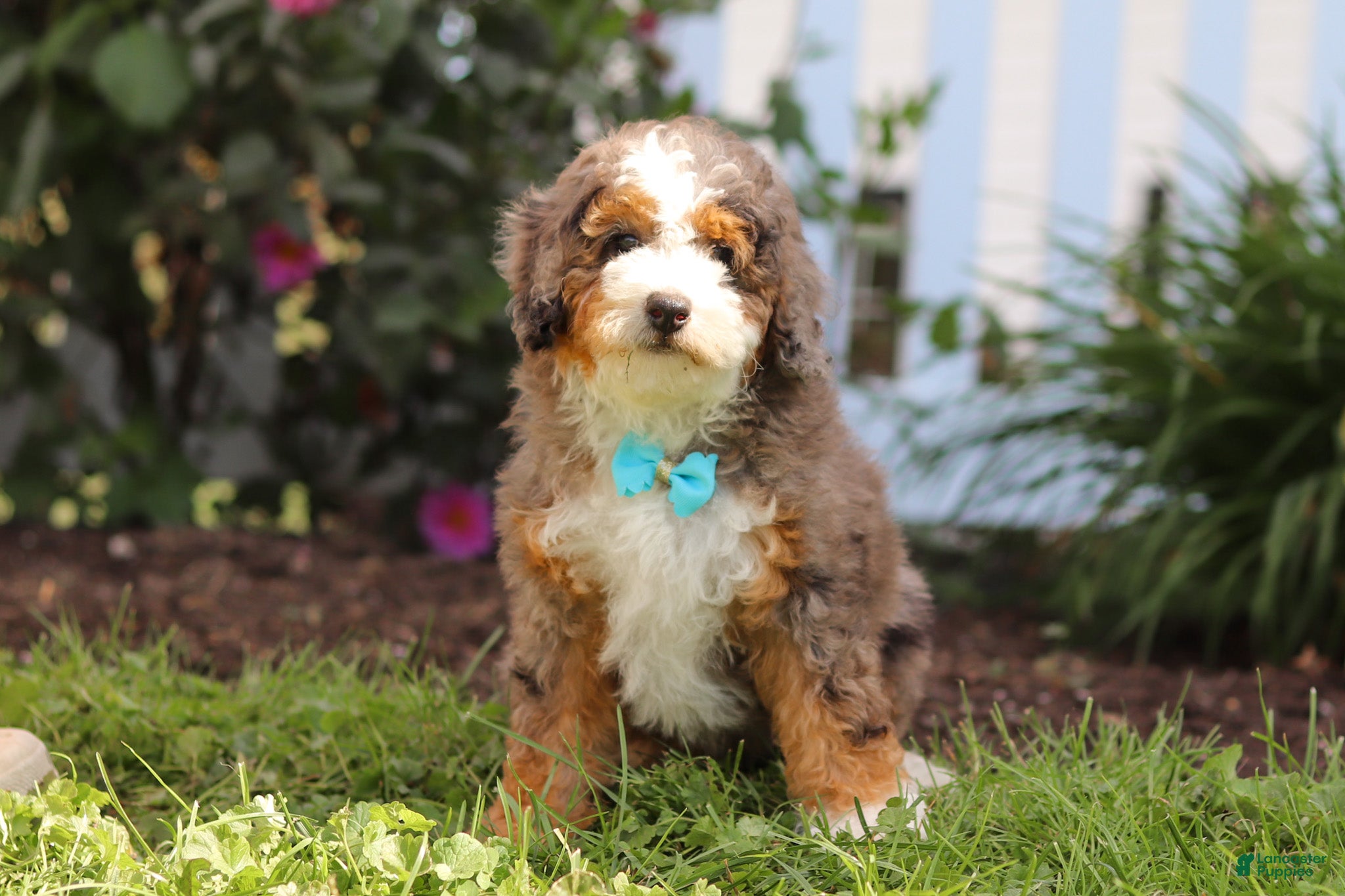 Mini Bernedoodle dogs for sale: Adrian - Ad 2