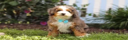 Mini Bernedoodle dogs for sale: Adrian - Ad 2