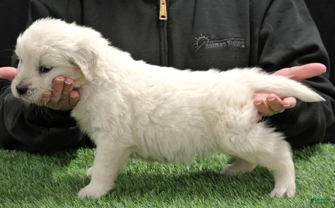 Golden Retriever dogs for sale: Teddy - Ad 2