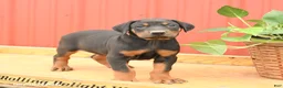 Doberman Pinscher dogs for sale: Walker - Ad 1
