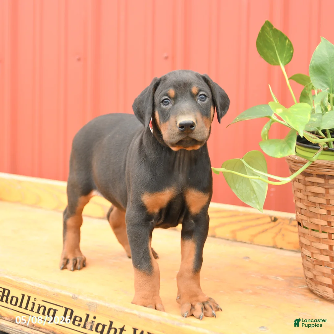Doberman Pinscher dogs for sale: Walker - Ad 1