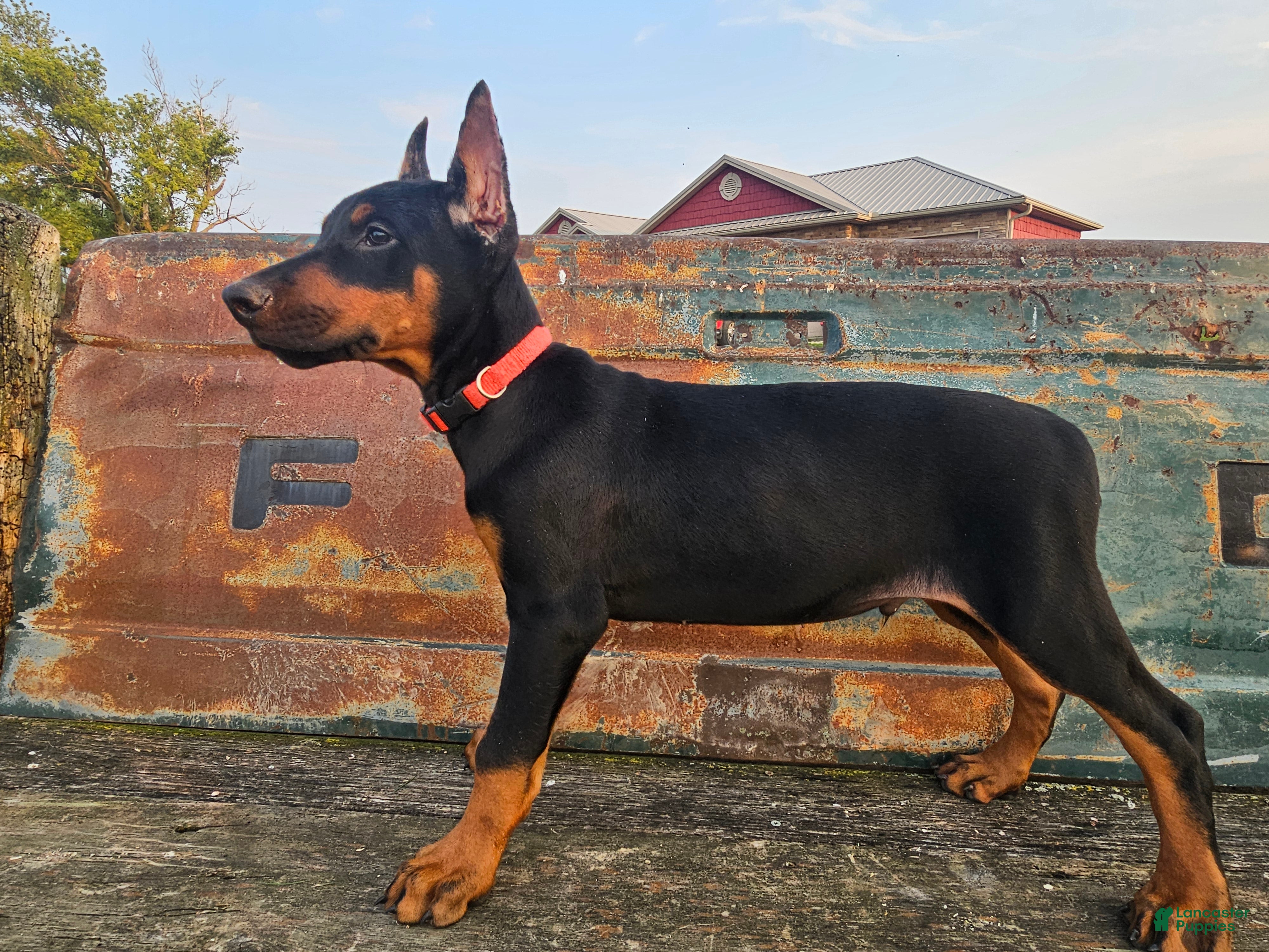 Doberman Pinscher dogs Orange Collar Boy - Ad 2