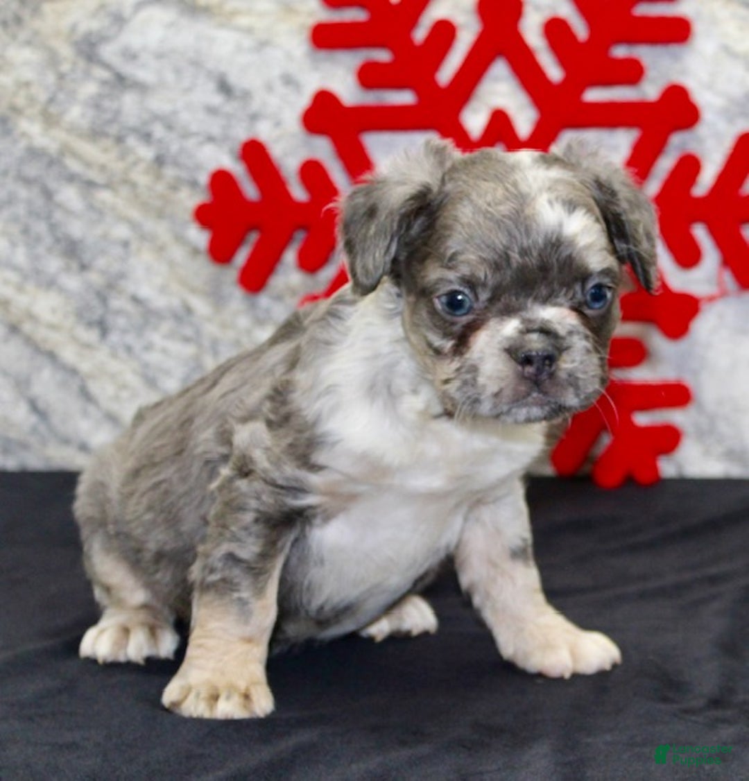 French Bulldog dogs for sale: Niles - Ad 6