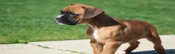 Boxer dogs for sale: Tanner - Ad 5