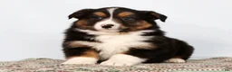 Australian Shepherd dogs for sale: Jared - Ad 3