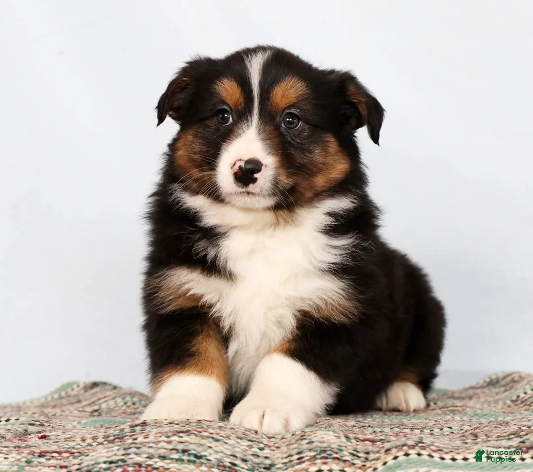 Australian Shepherd dogs for sale: Jared - Ad 3
