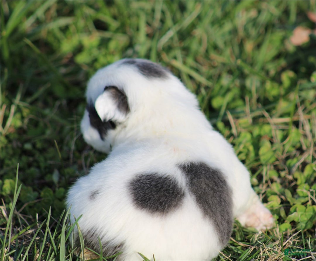 French Bulldog dogs for sale: French Bulldog Puppy 2 - Ad 2