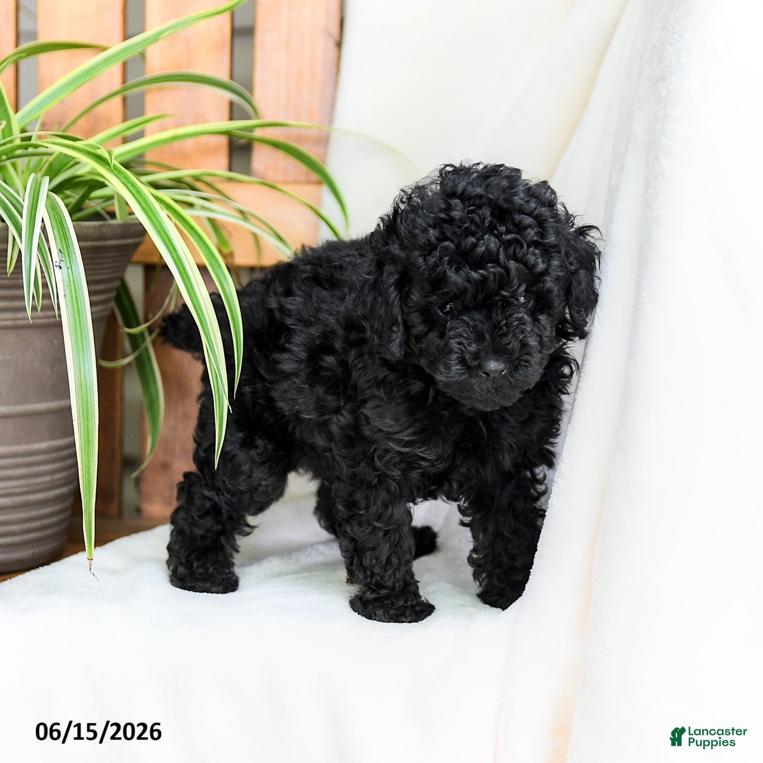 Toy Poodle dogs Benny - Ad 2