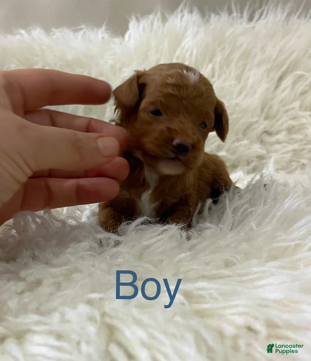 Toy Poodle dogs for sale: Diamond - Ad 2