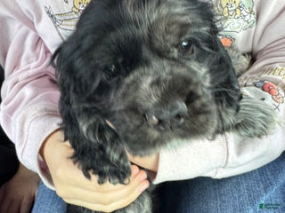 Cocker Spaniel dogs Lacy - Ad 42