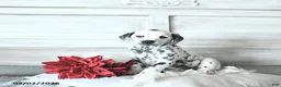 Dalmatian dogs for sale: Bruno - Ad 1