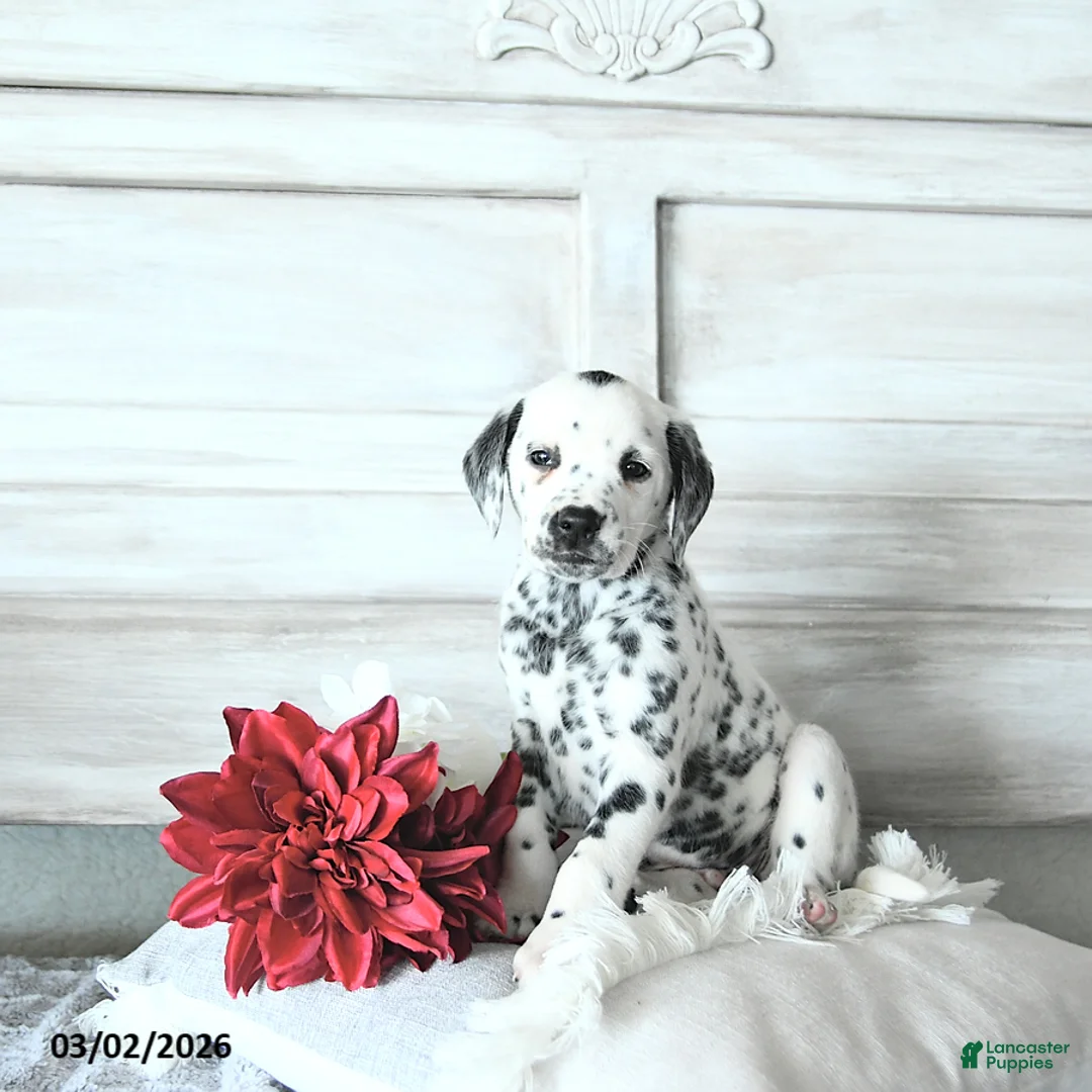 Dalmatian dogs for sale: Bruno - Ad 1