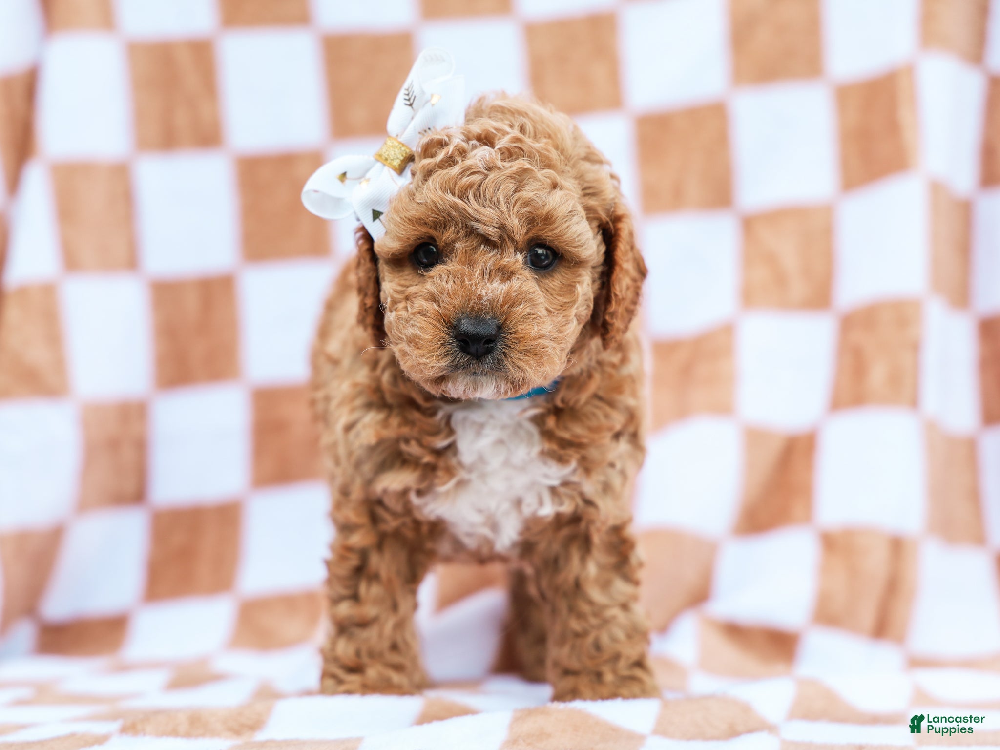 Cavapoo dogs Bennett - Ad 1
