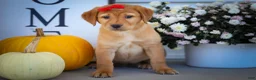 Labrador Retriever dogs for sale: NAOMI - Ad 11
