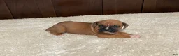 Boxer dogs for sale: Rocky - Ad 4