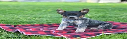 Australian Cattle Dog dogs for sale: Ruffles - Ad 4