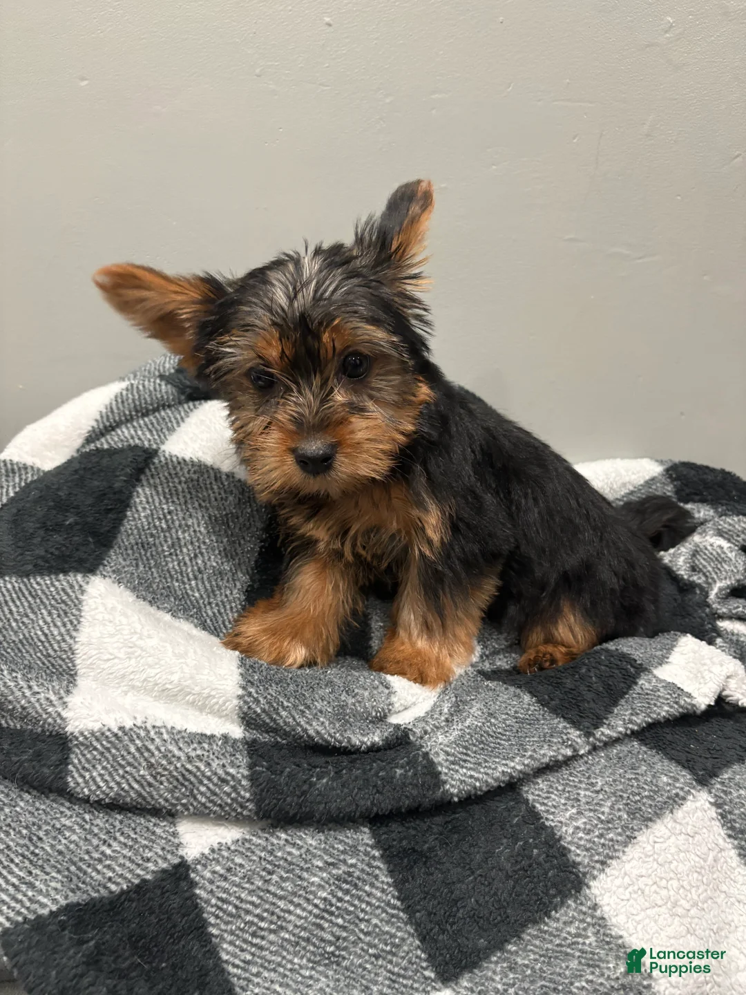 Yorkshire Terrier dogs for sale: Daisy  - Ad 3