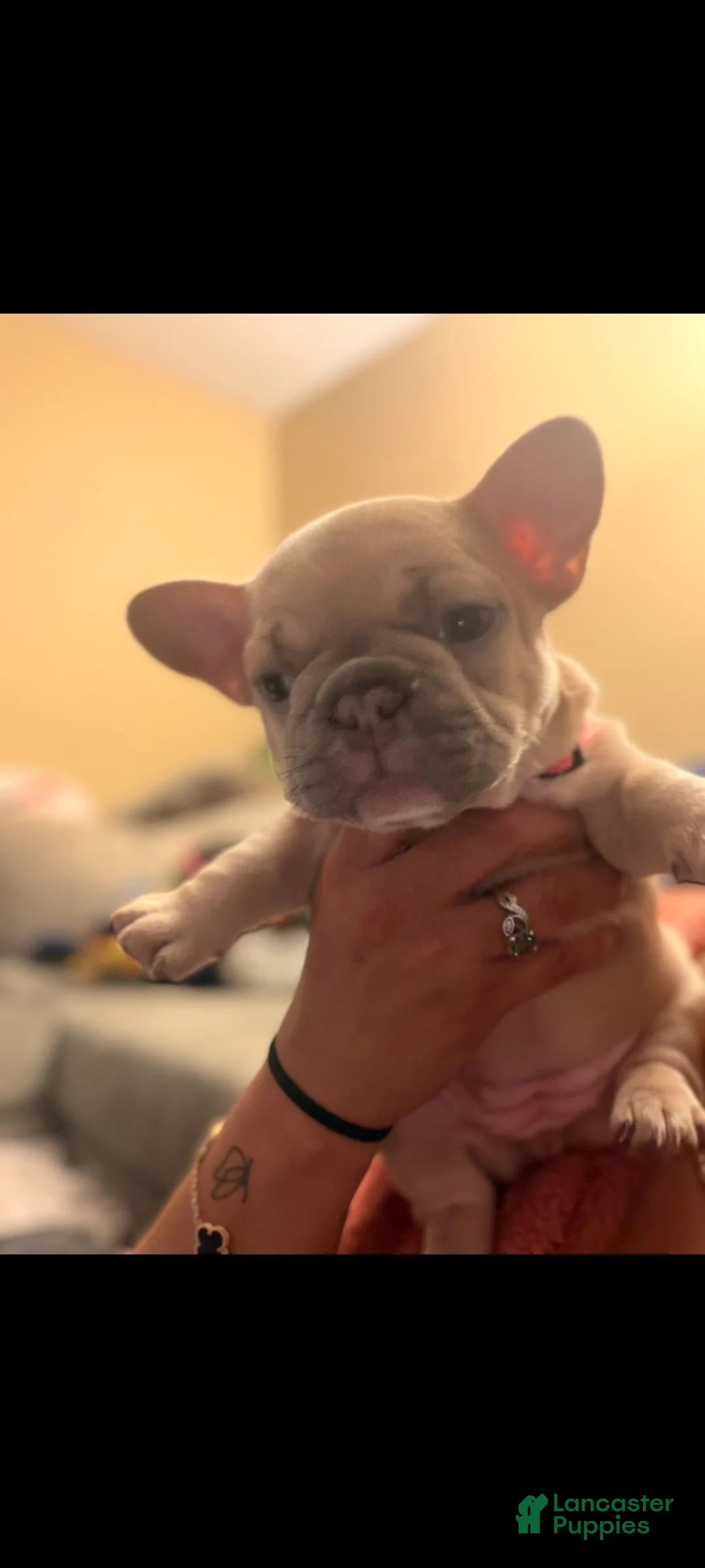 French Bulldog dogs for sale: Punkin - Ad 2