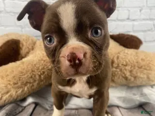 Boston Terrier dogs for sale: Max - Ad 2