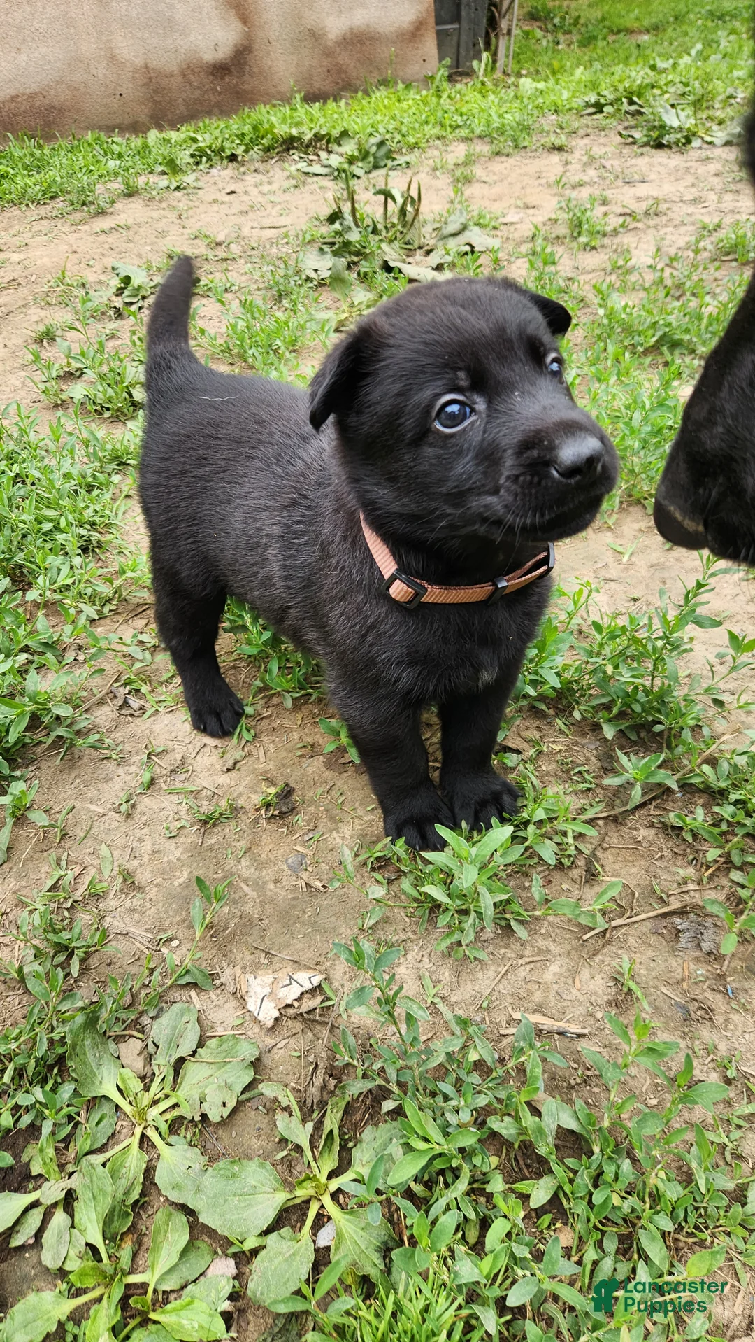 Belgian Malinois dogs for sale: Ghost (Brown) - Ad 2